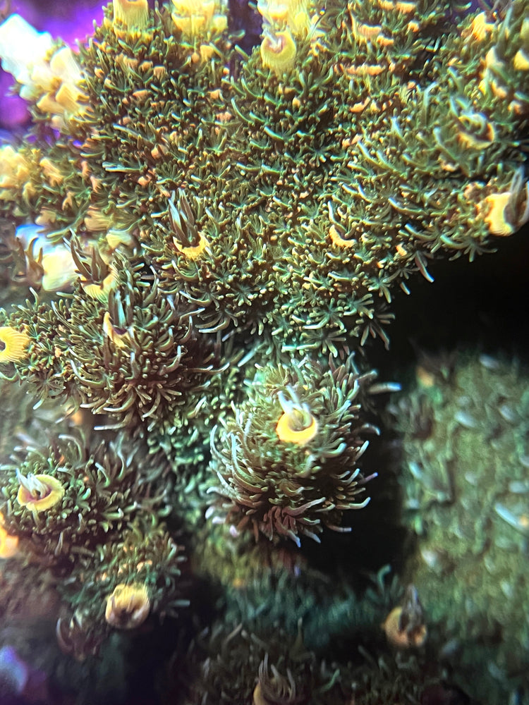 SPS Coral