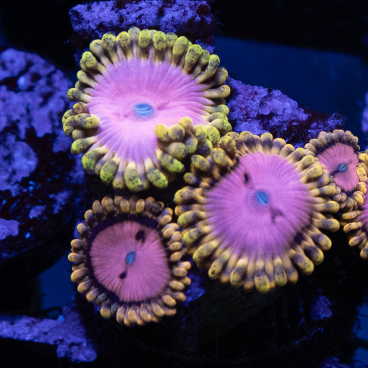 Soft Corals