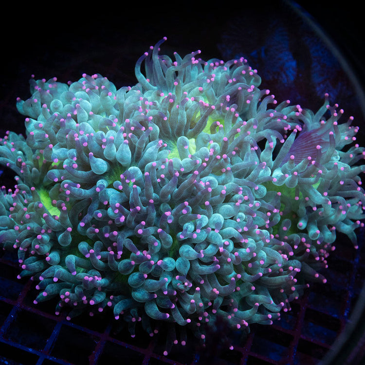 All Coral