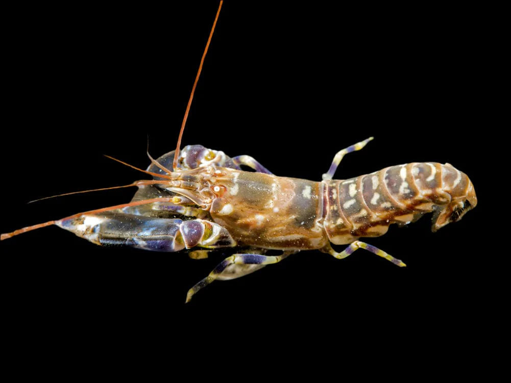 Tiger Pistol Shrimp