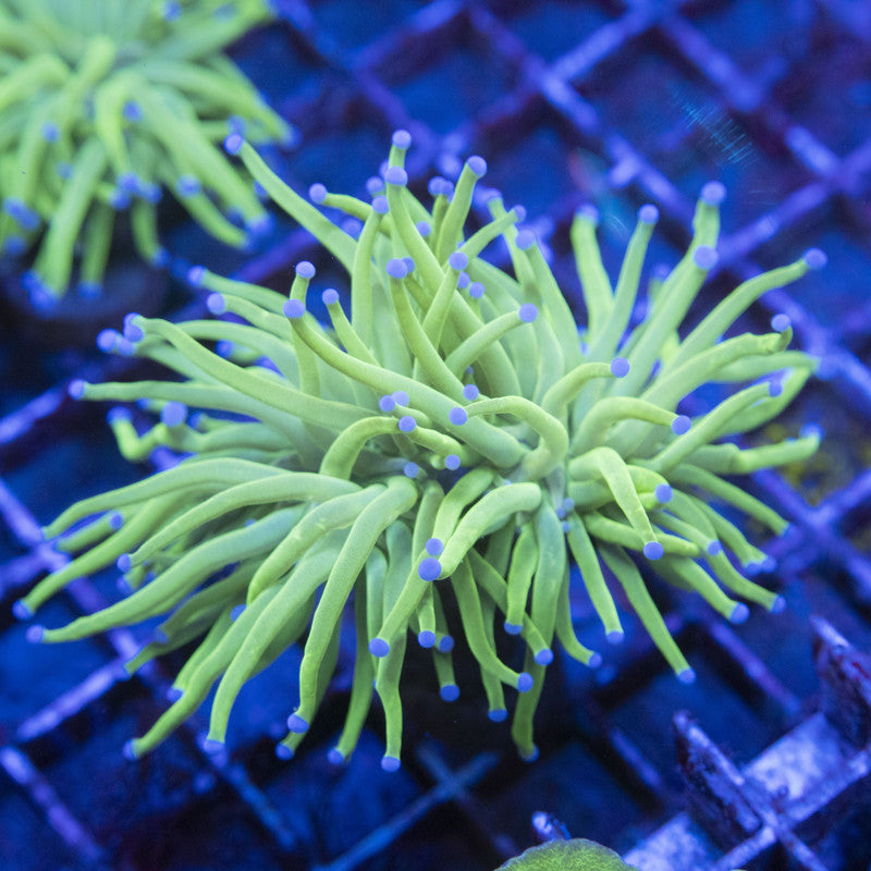 2 Polyp Todds Torch WYSIWYG live coral for sale at AquaGemCorals