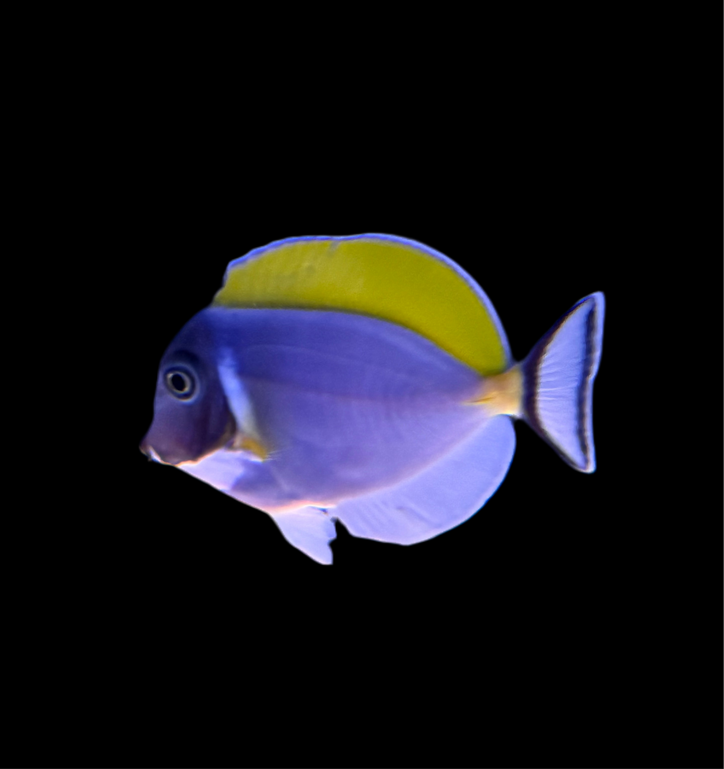 Powder Blue Tang