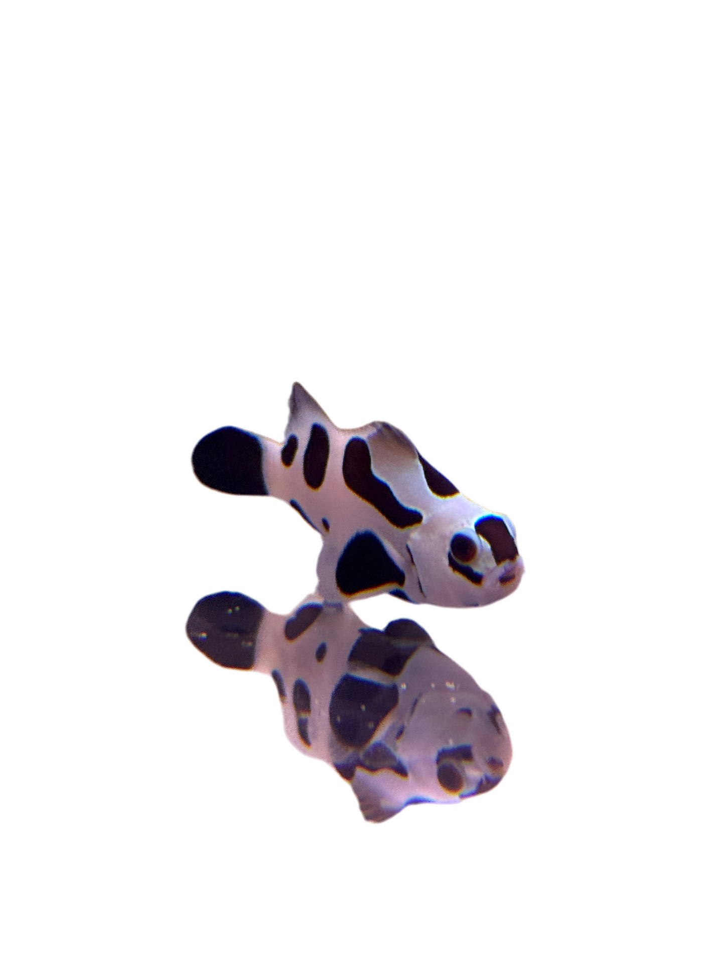 Black storm trooper Ocellaris Clownfish