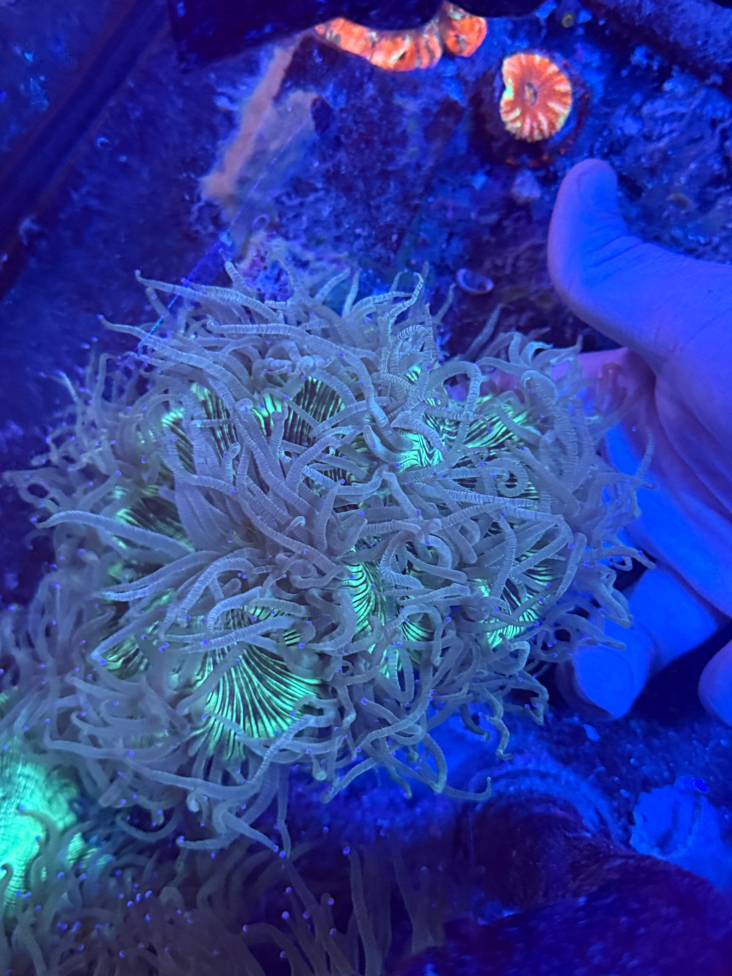 Big Elegance coral