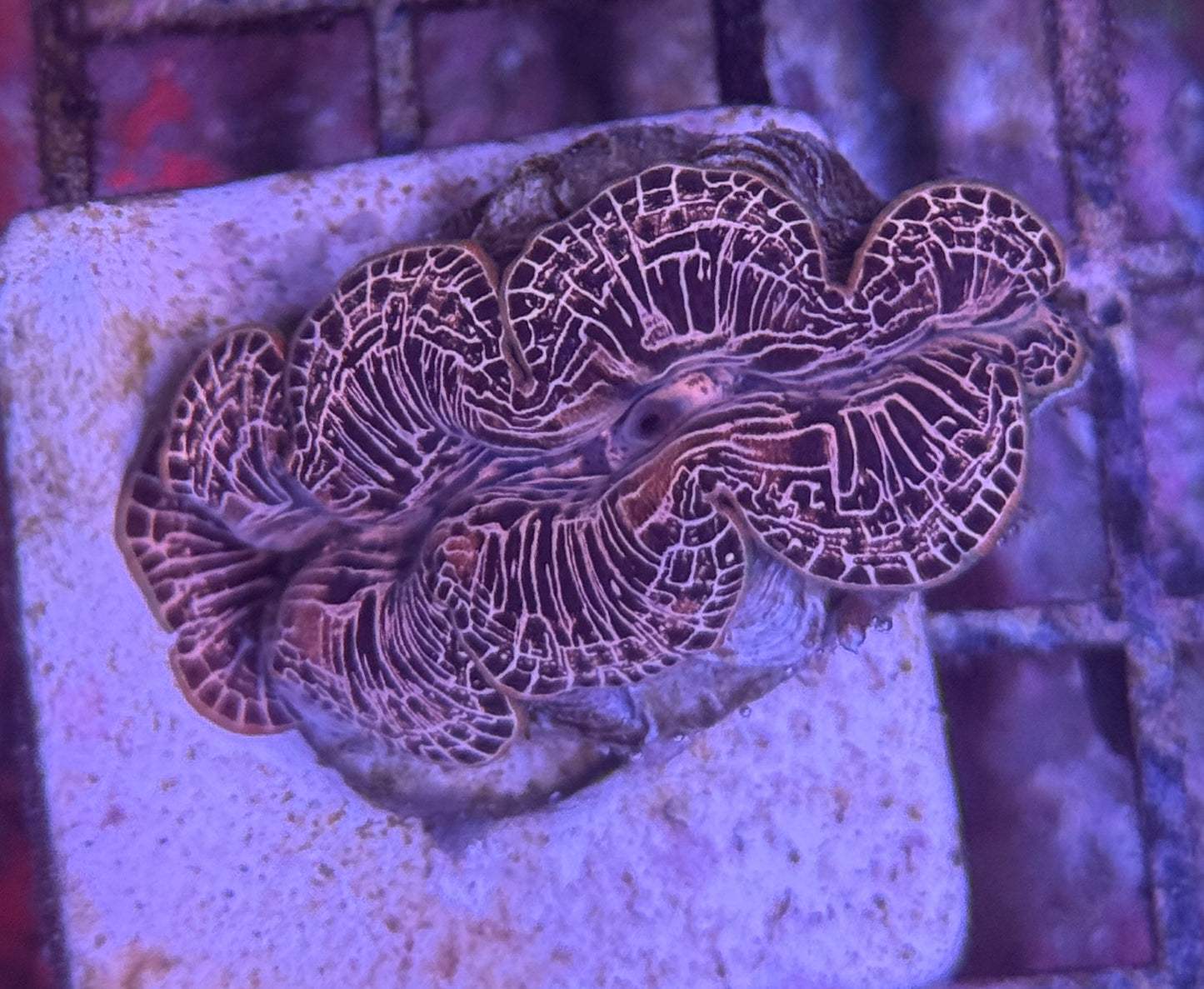 Tridacna Maxima Clam Gold