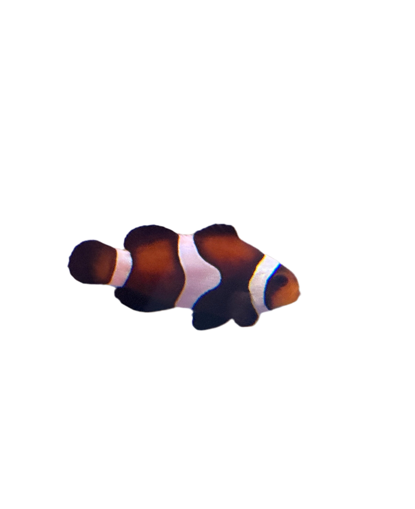 Black and White Ocellaris clownfish