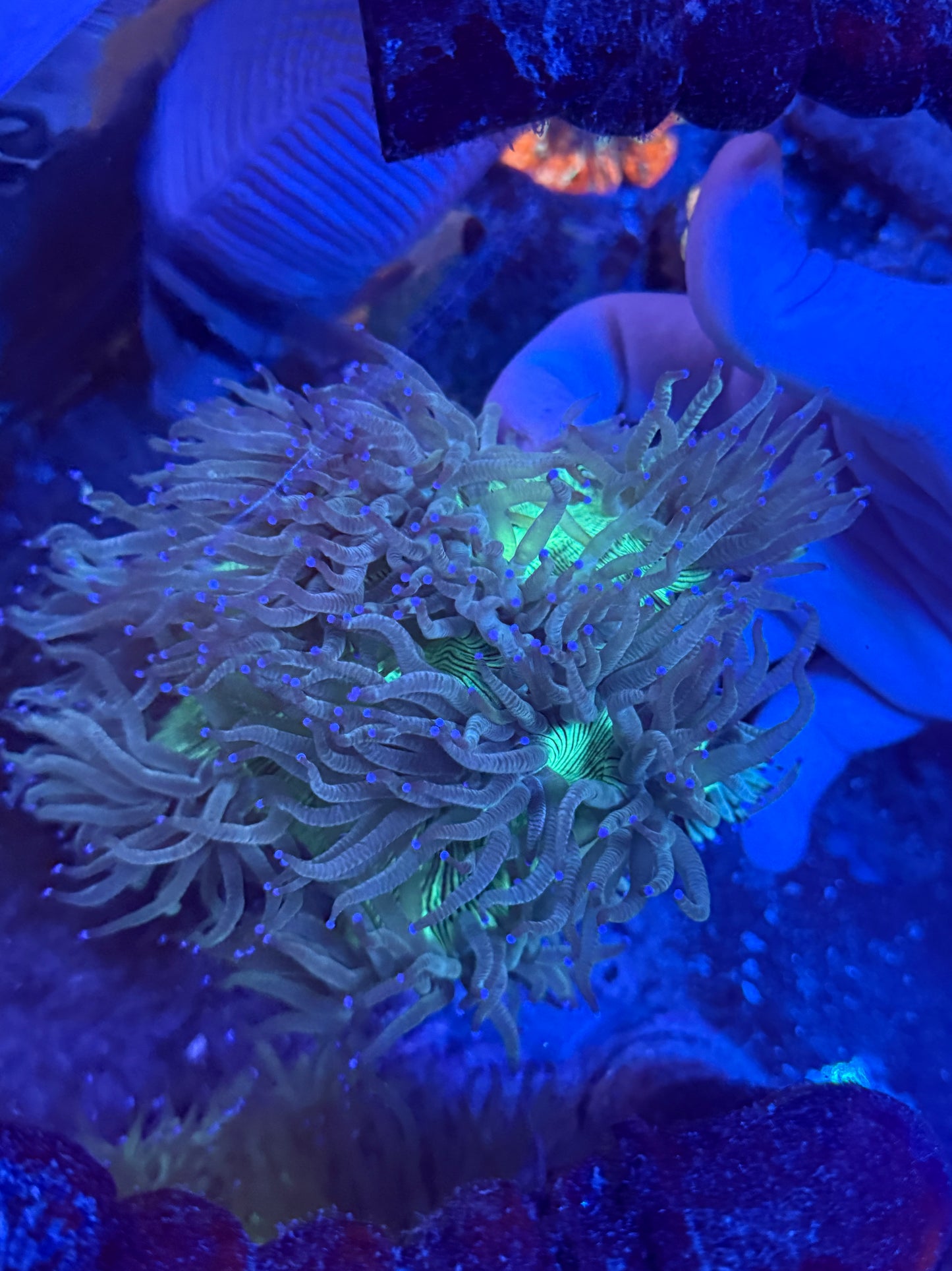 Big Elegance coral