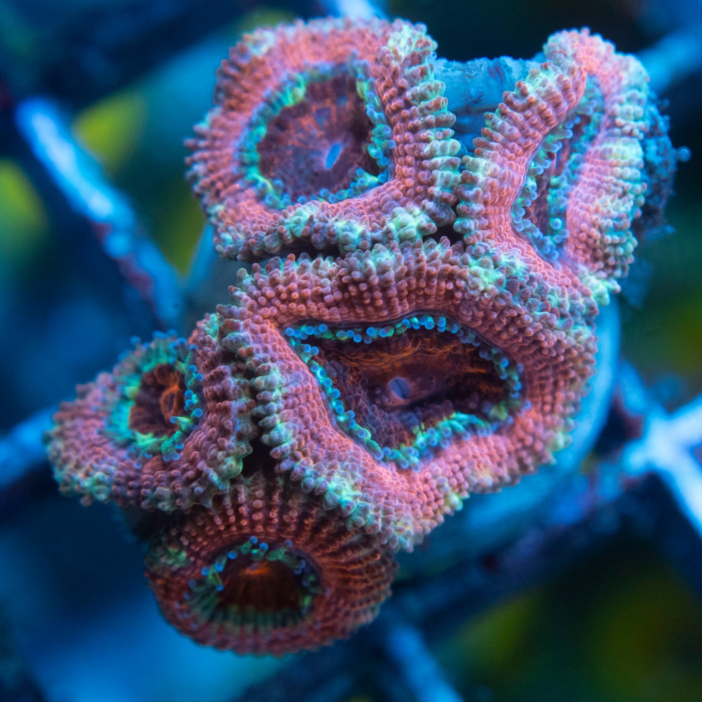 A Grade Acan