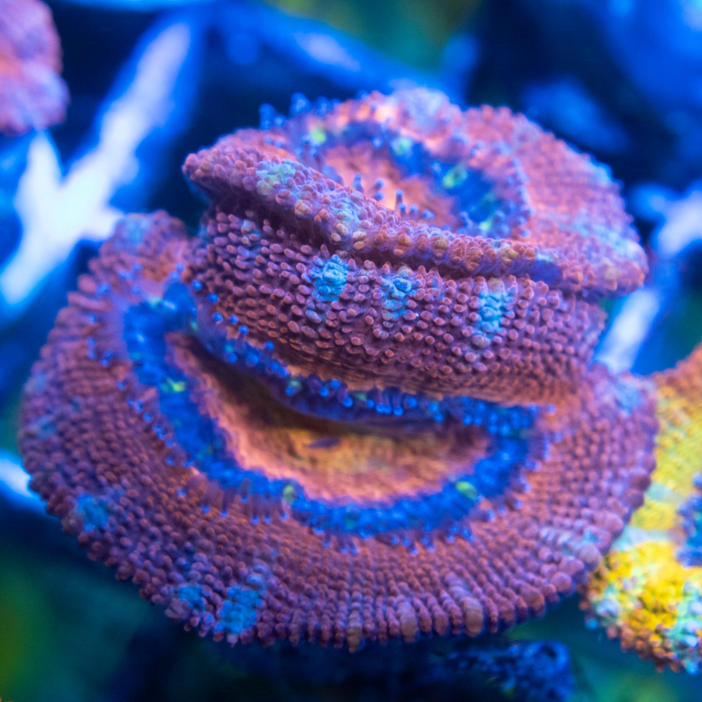 A Grade Acan