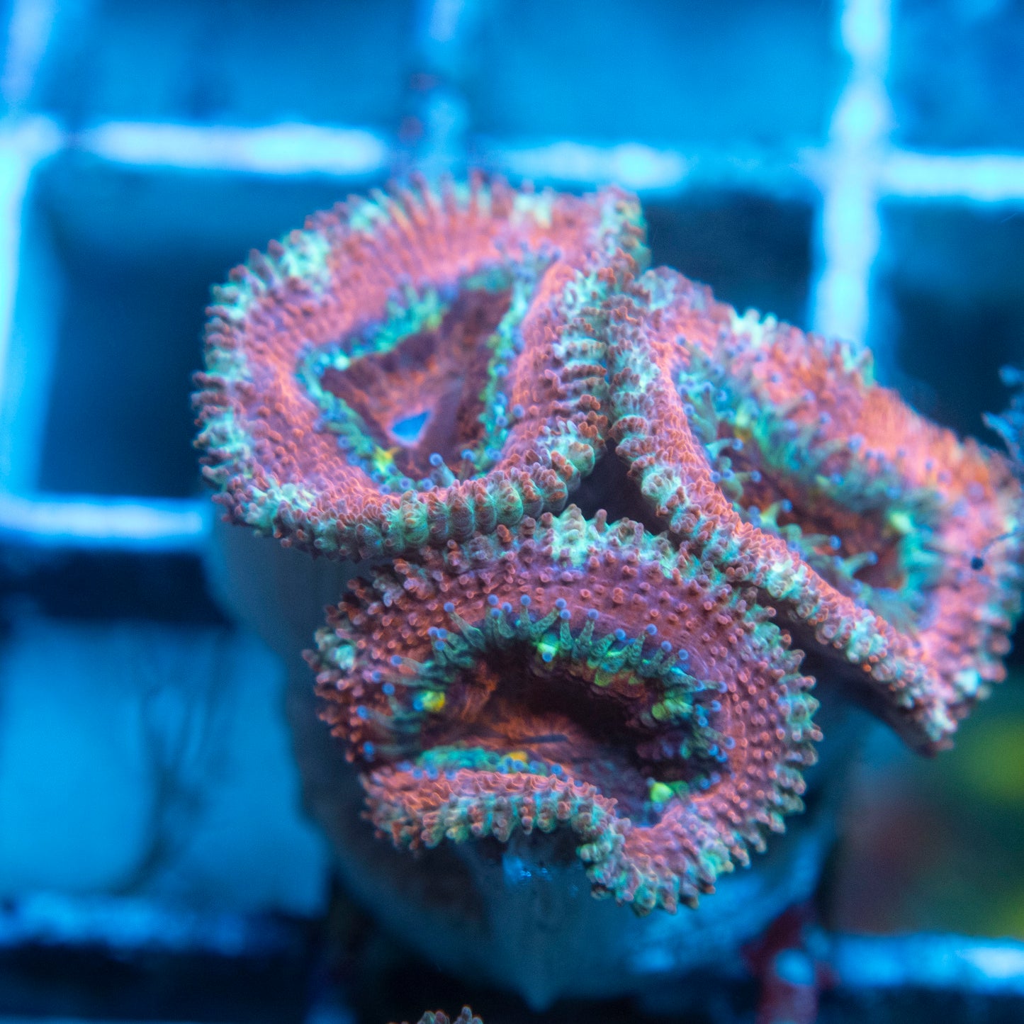 A Grade Acan