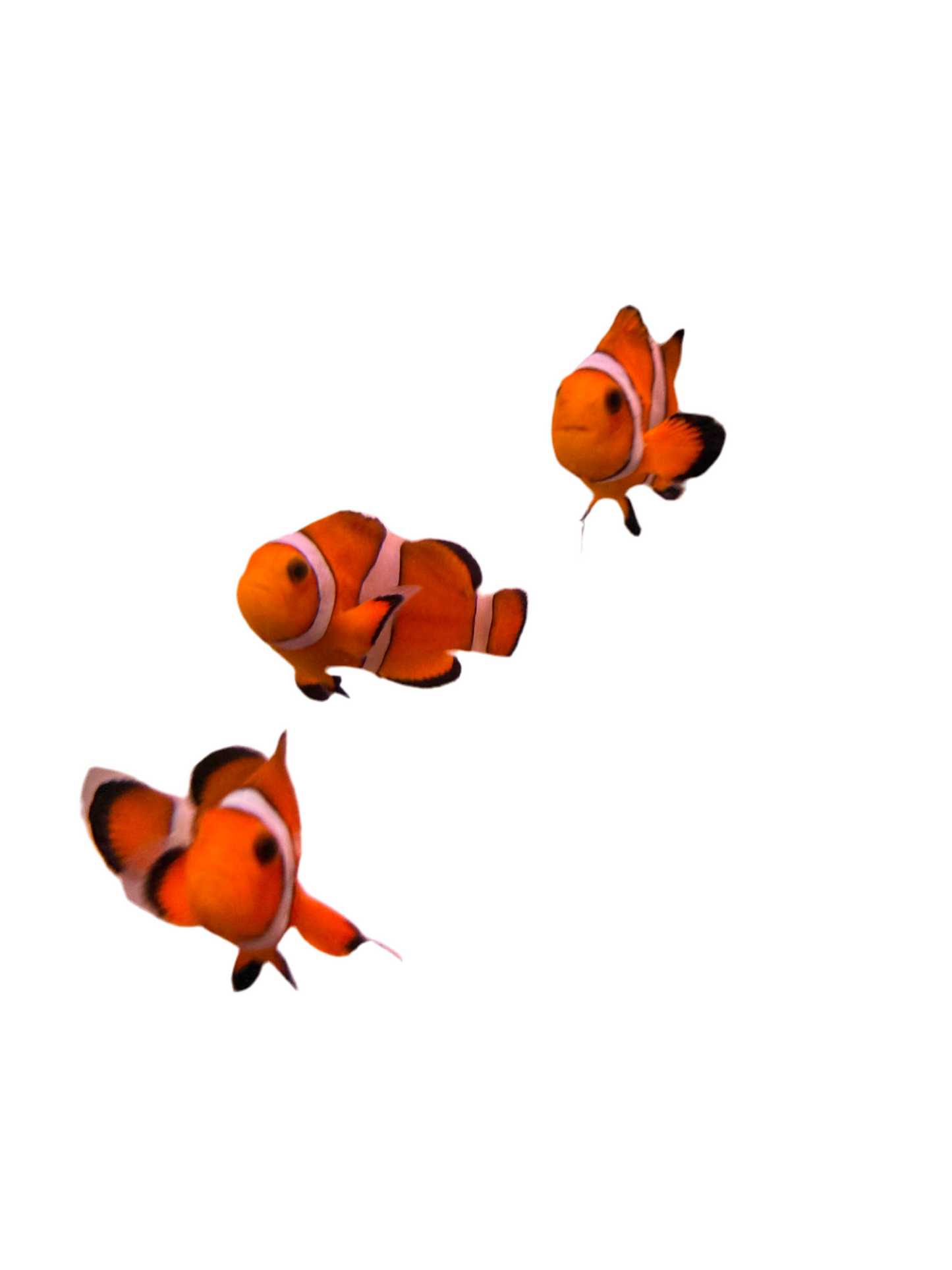 Captive Bred Ocellaris Clown