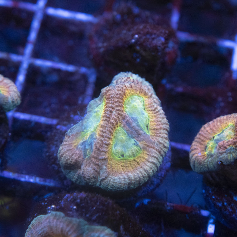 ACI Cultured Drunk Monkey Dipsastraea