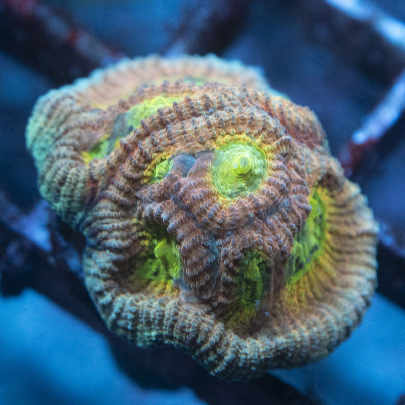 ACI Drunkin Monkey Dipastrea