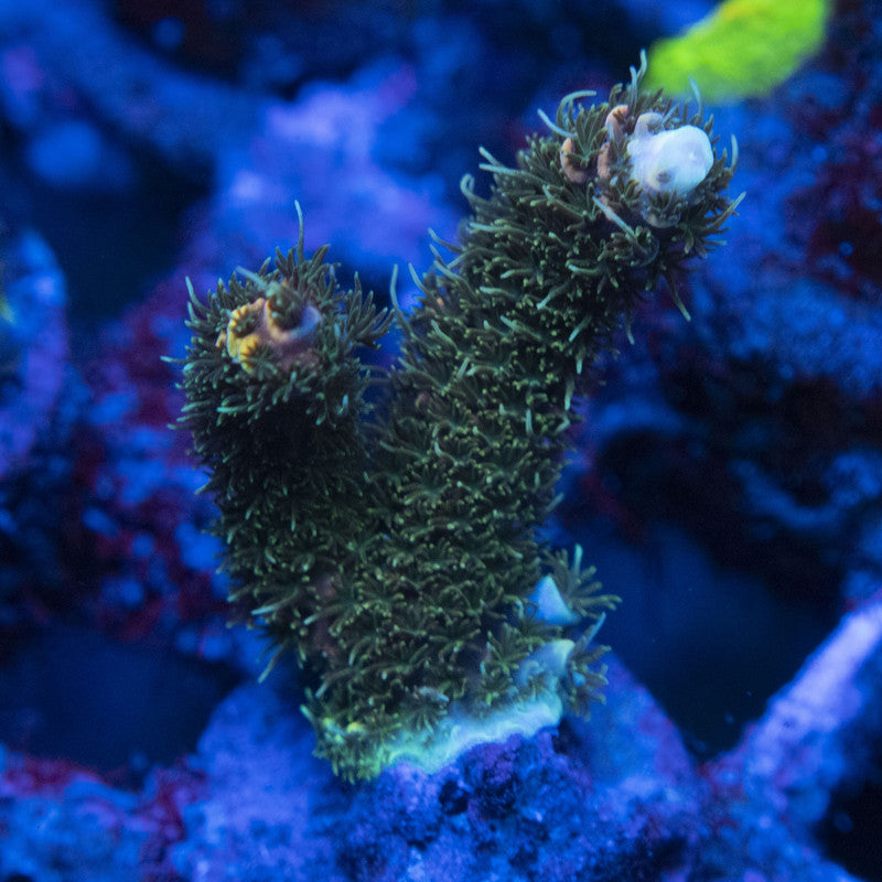 AGC Orange Sherbet Milli Acropora WYSIWYG live coral for sale at AquaGemCorals