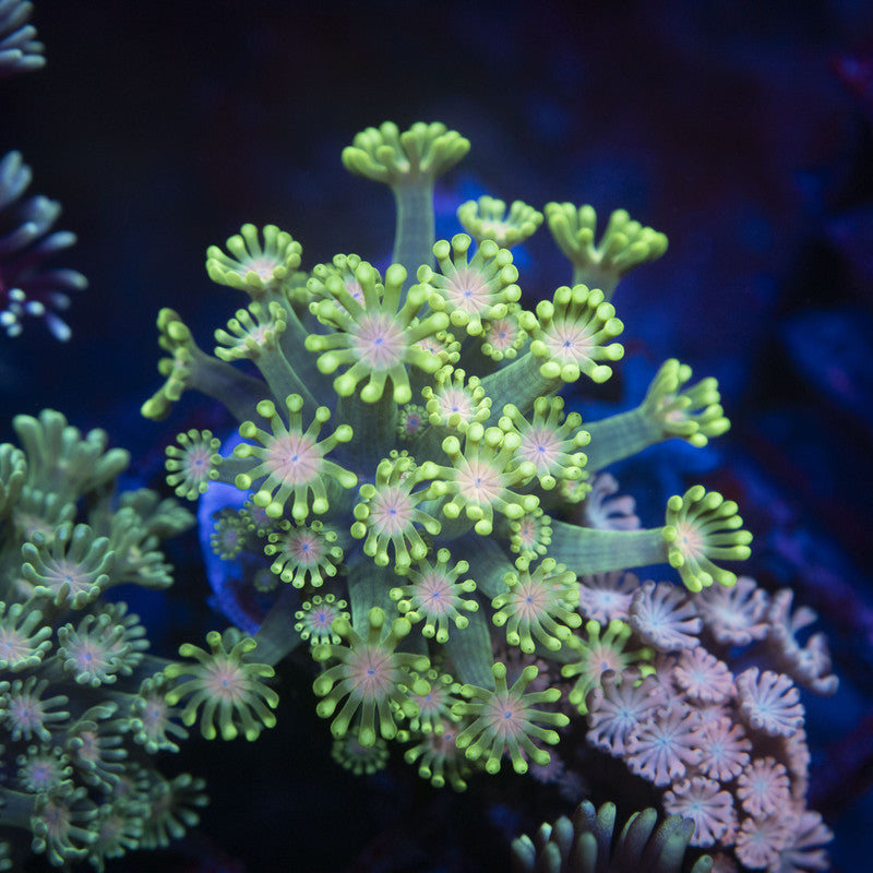 Alveopora Frag Neon Orange Center