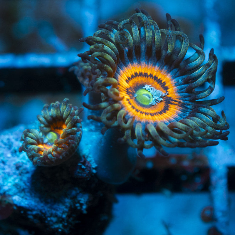 Armor of god Zoas live coral for reef aquarium
