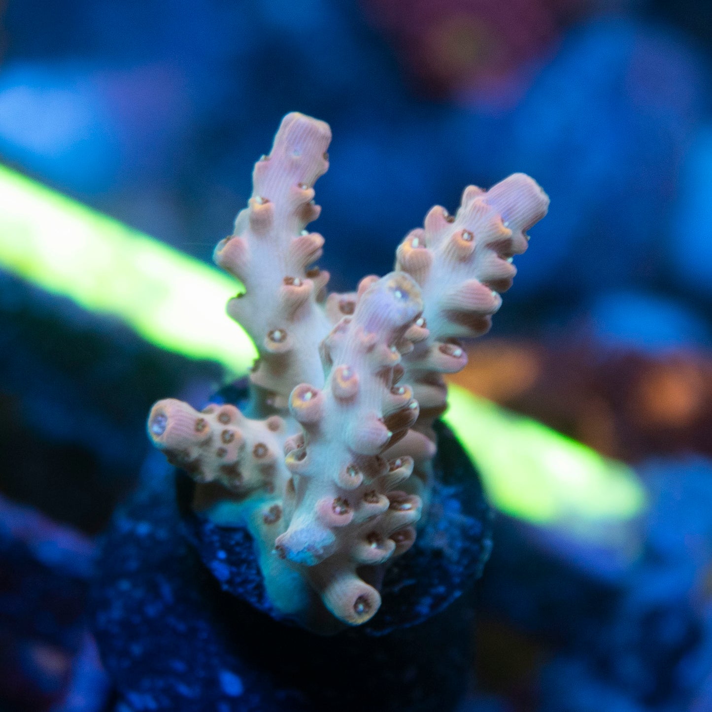 Assorted Acro live coral for saltwater reef aquarium