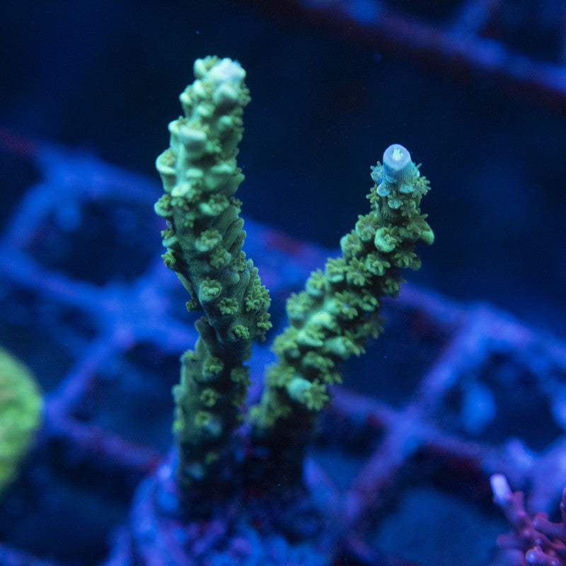 Assorted Acro WYSIWYG live coral for sale at AquaGemCorals