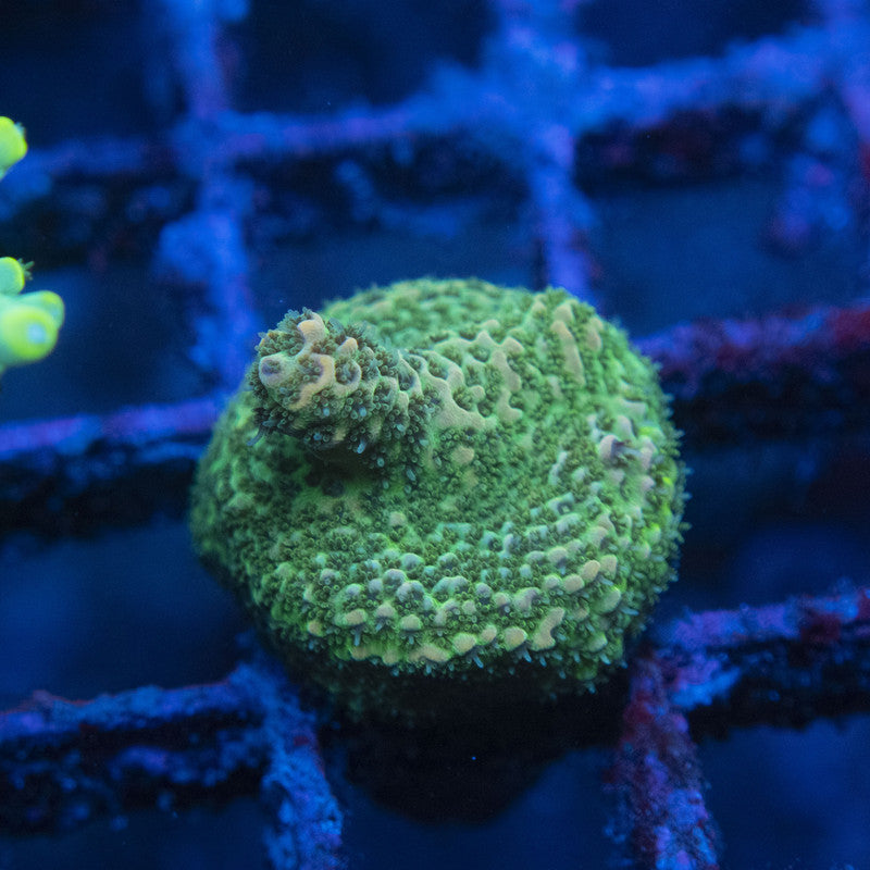 Assorted Acro WYSIWYG live coral for sale at AquaGemCorals