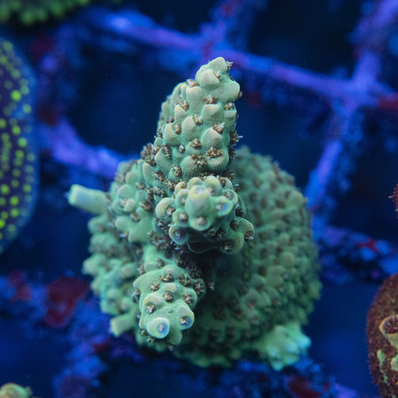 Assorted Acro WYSIWYG live coral for sale at AquaGemCorals