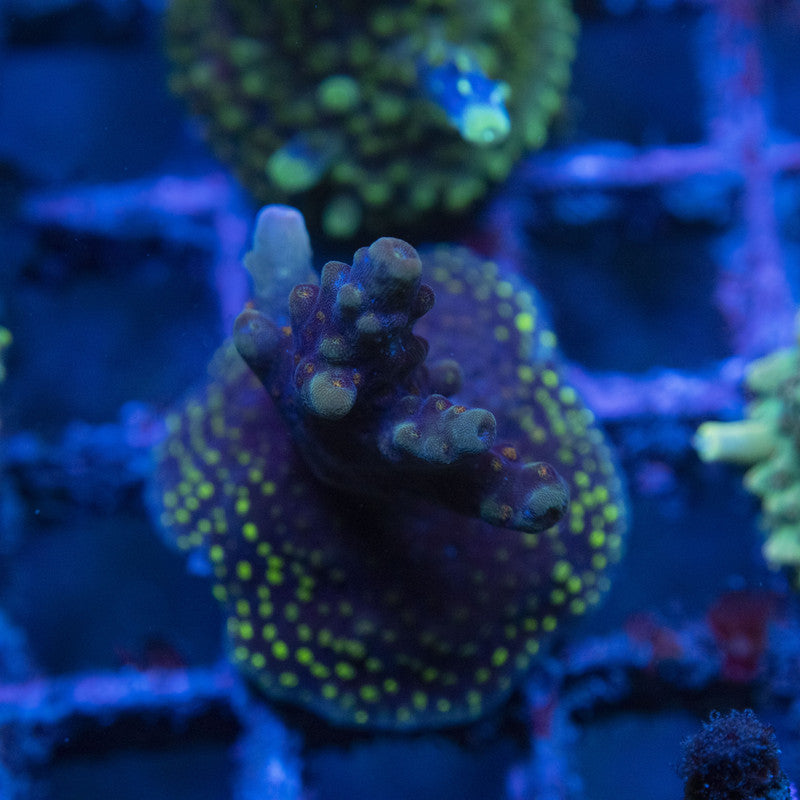 Assorted Acro WYSIWYG live coral for sale at AquaGemCorals