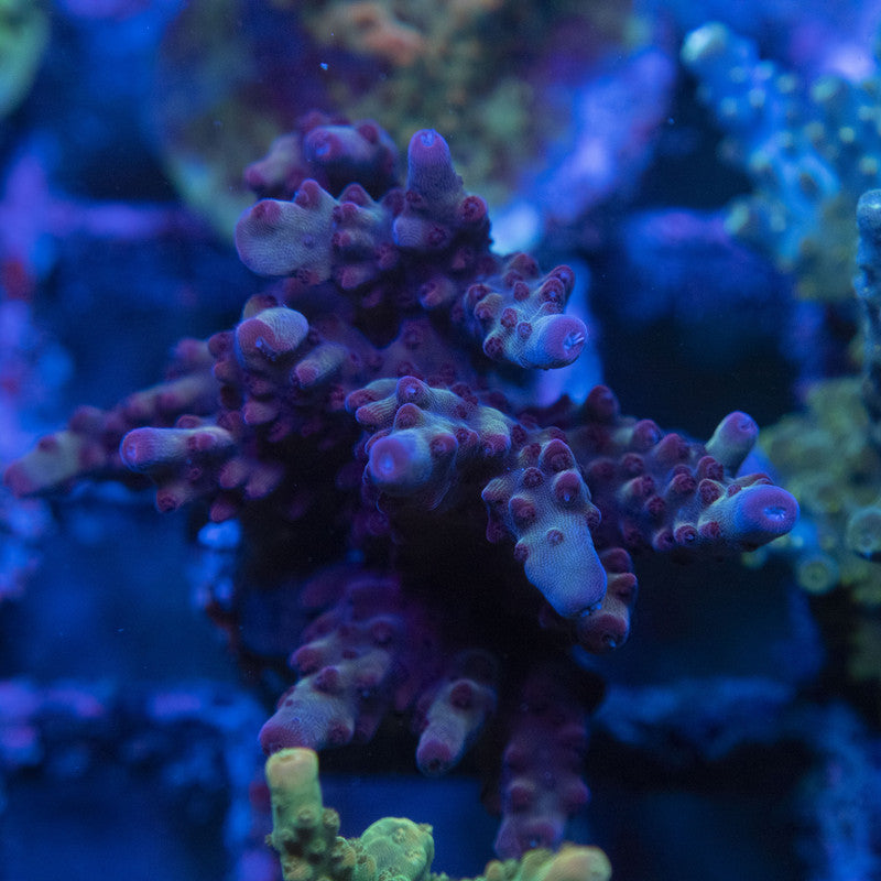 Assorted Acro WYSIWYG live coral for sale at AquaGemCorals