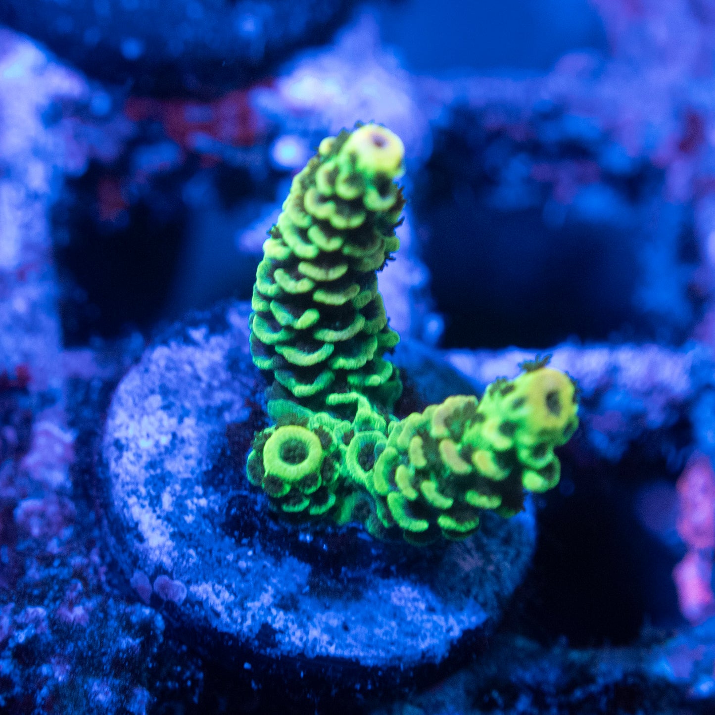 Assorted Acropora