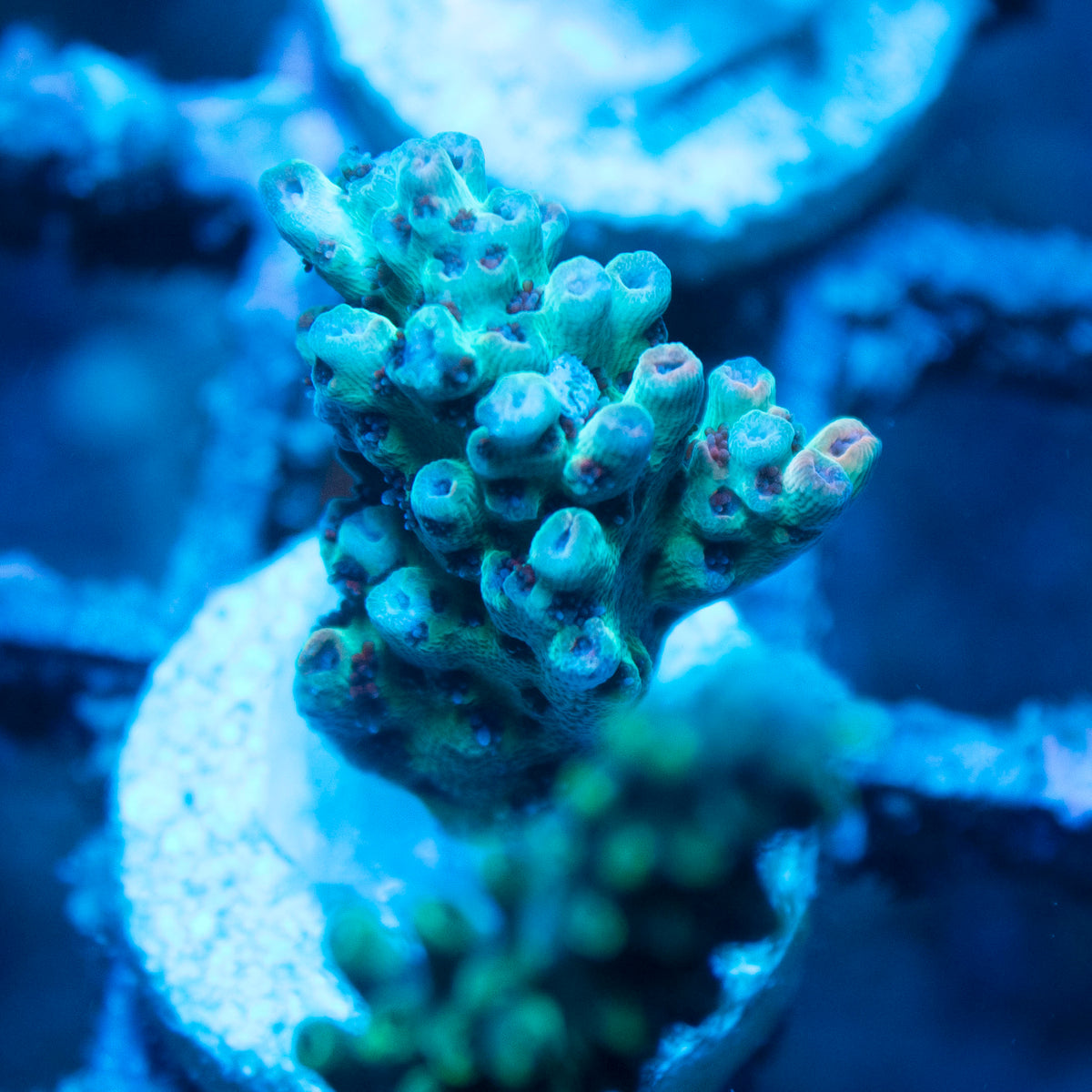 Assorted Acropora live reef coral - AquaGemCorals