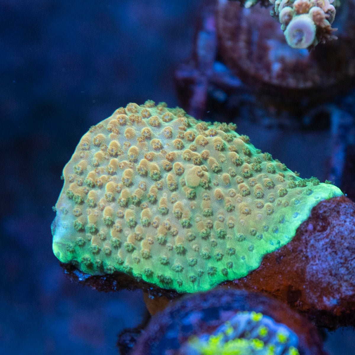 Assorted Acropora coral frag from AquaGem Corals