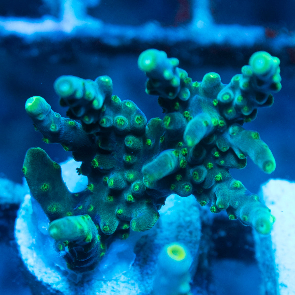 Assorted Acropora live reef coral - AquaGemCorals