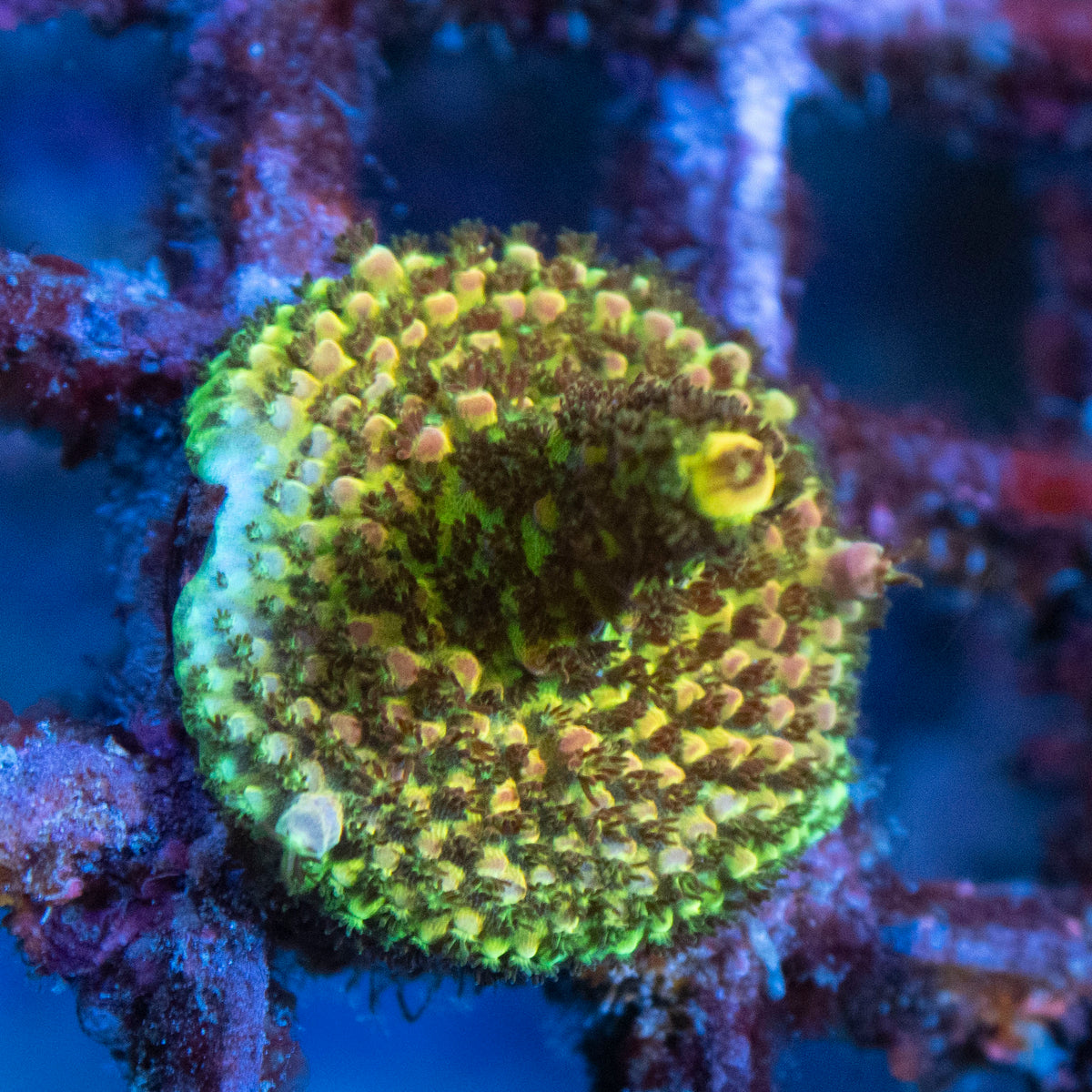 Assorted Acropora coral frag from AquaGem Corals