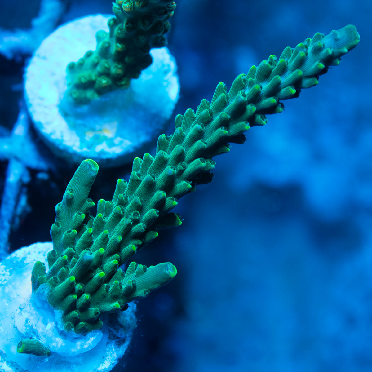 Assorted Acropora live reef coral - AquaGemCorals