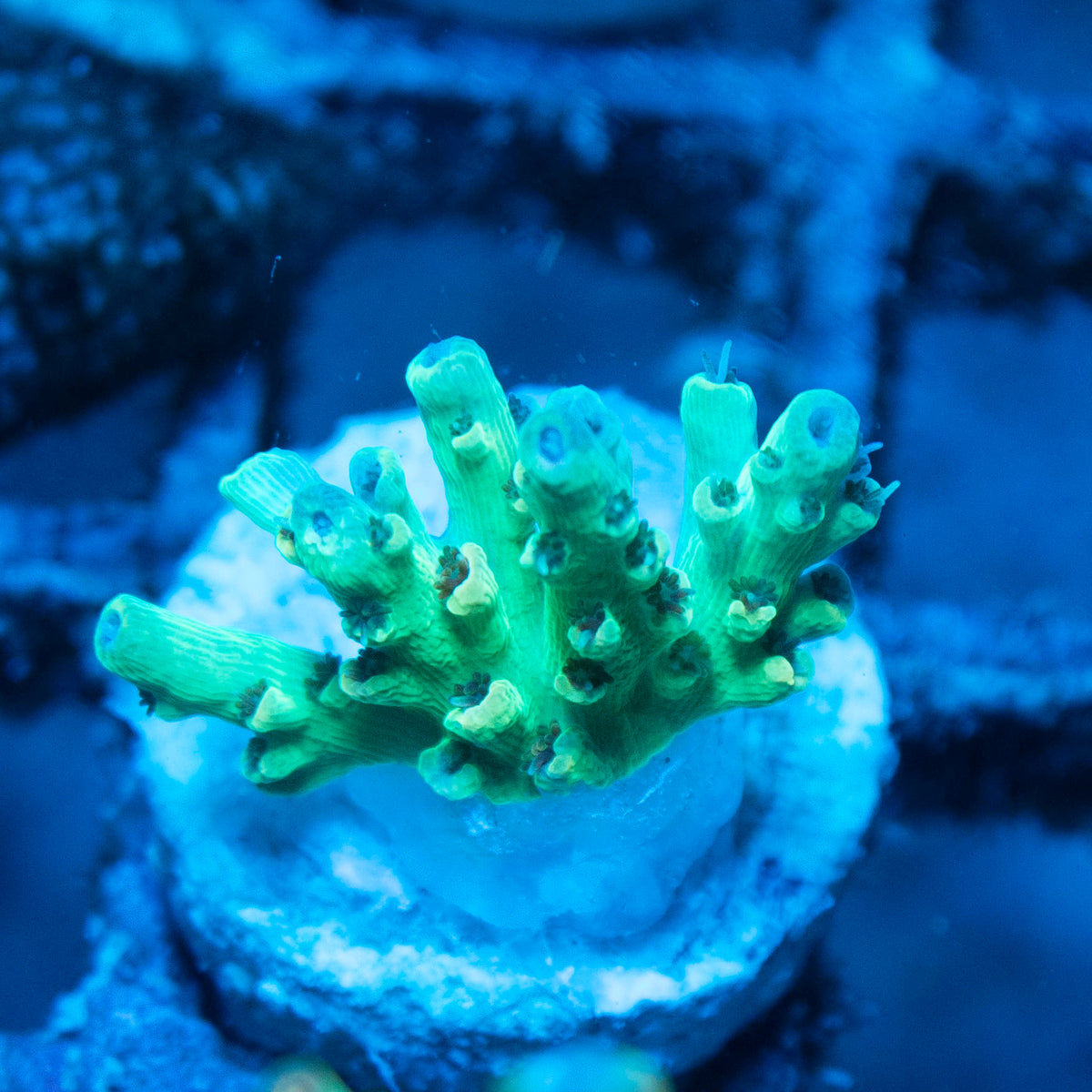 Assorted Acropora live reef coral - AquaGemCorals