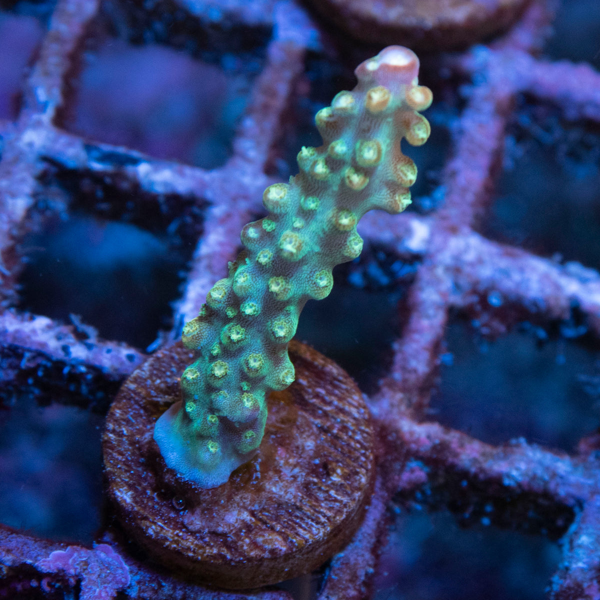 Assorted Acropora coral frag from AquaGem Corals