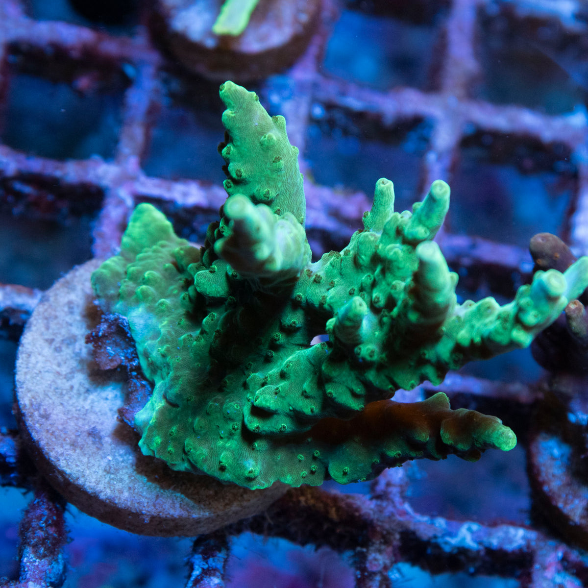 Assorted Acropora coral frag from AquaGem Corals