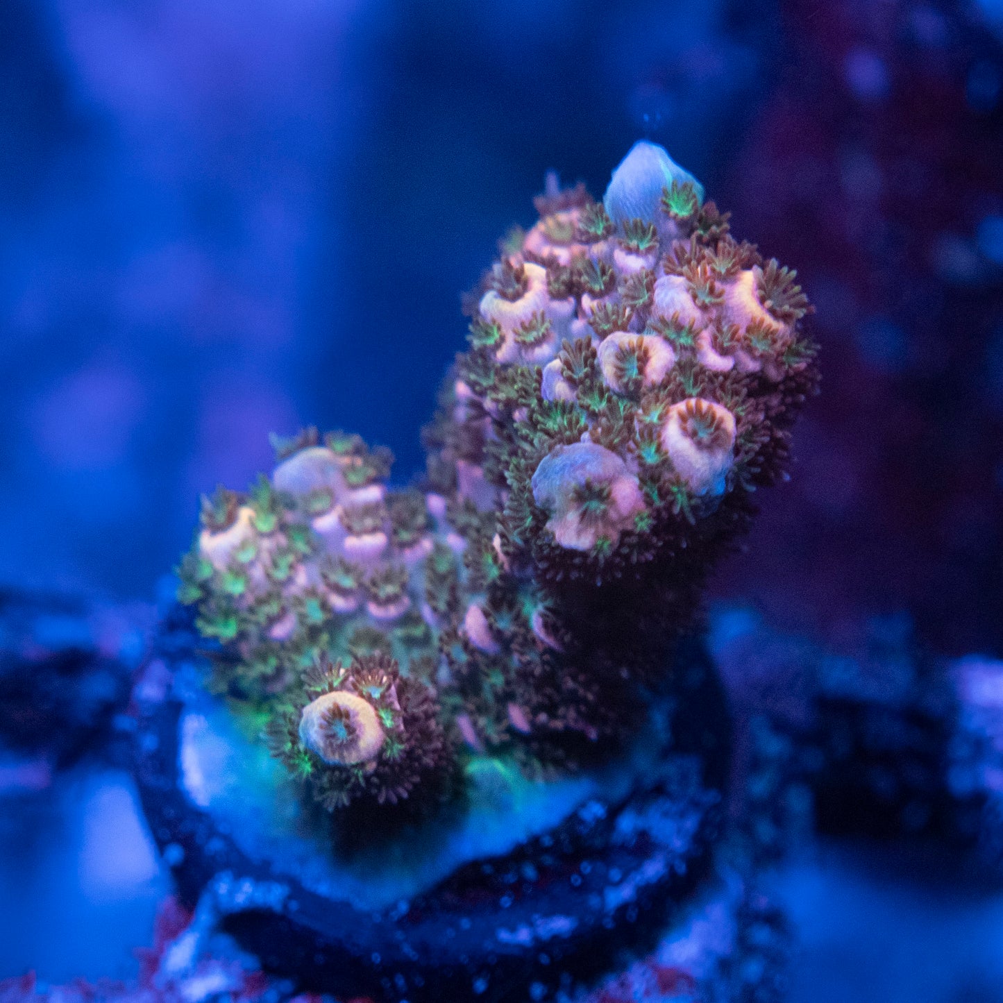Assorted Acropora