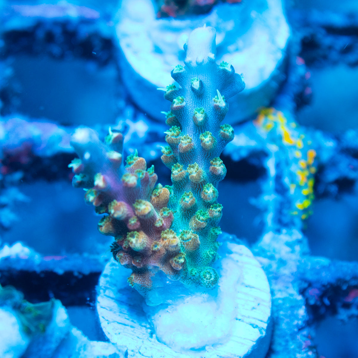 Assorted Acropora live reef coral - AquaGemCorals