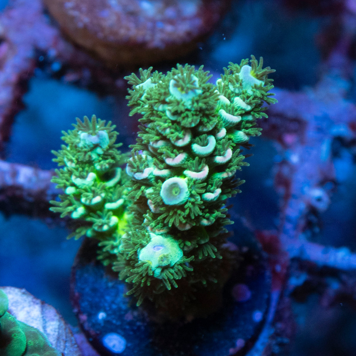 Assorted Acropora coral frag from AquaGem Corals