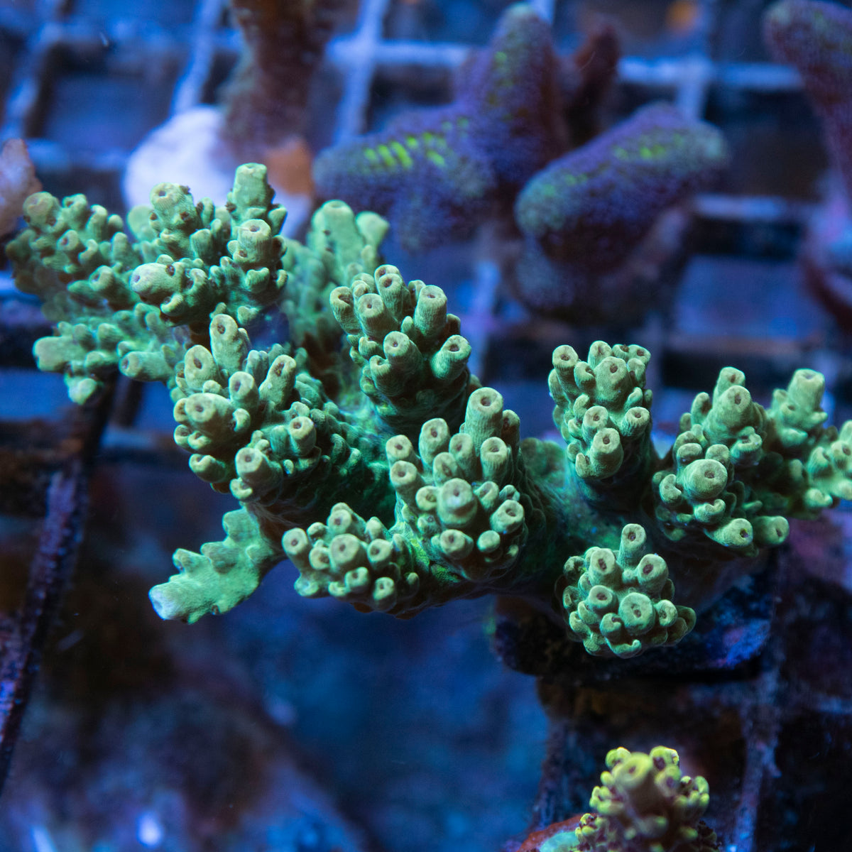 Assorted Acropora coral frag from AquaGem Corals