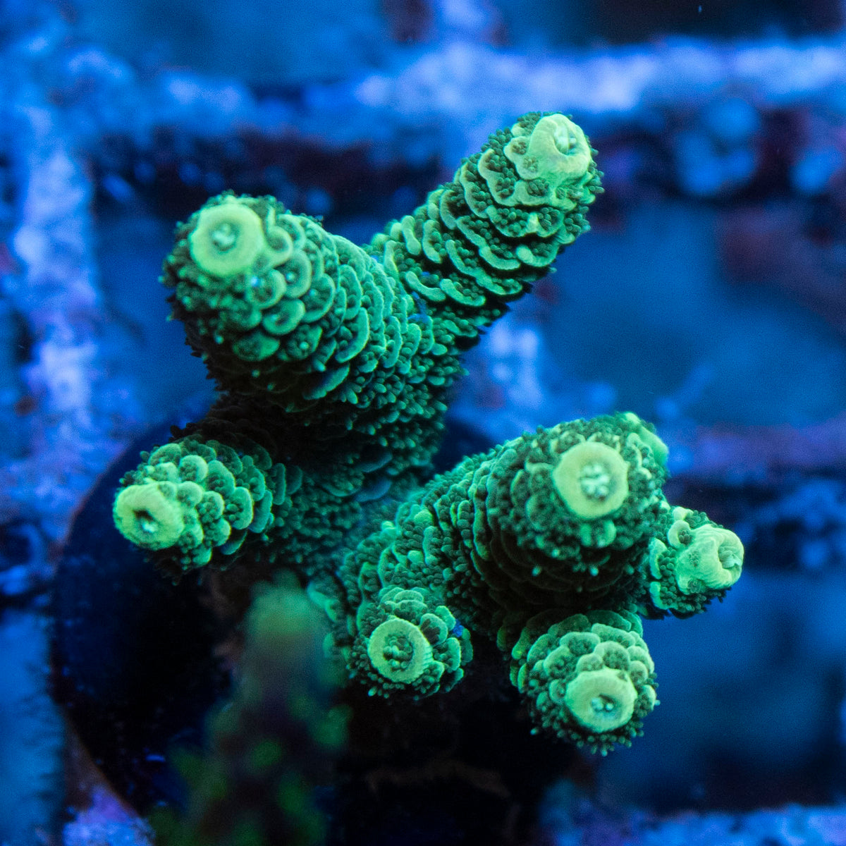Assorted Acropora coral frag from AquaGem Corals