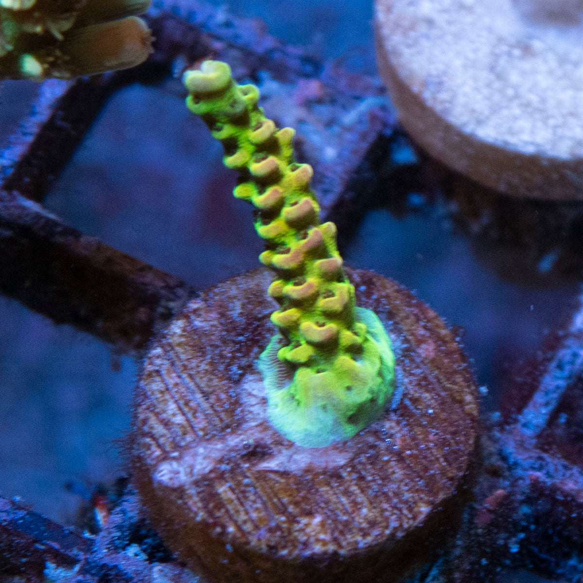 Assorted Acropora coral frag from AquaGem Corals