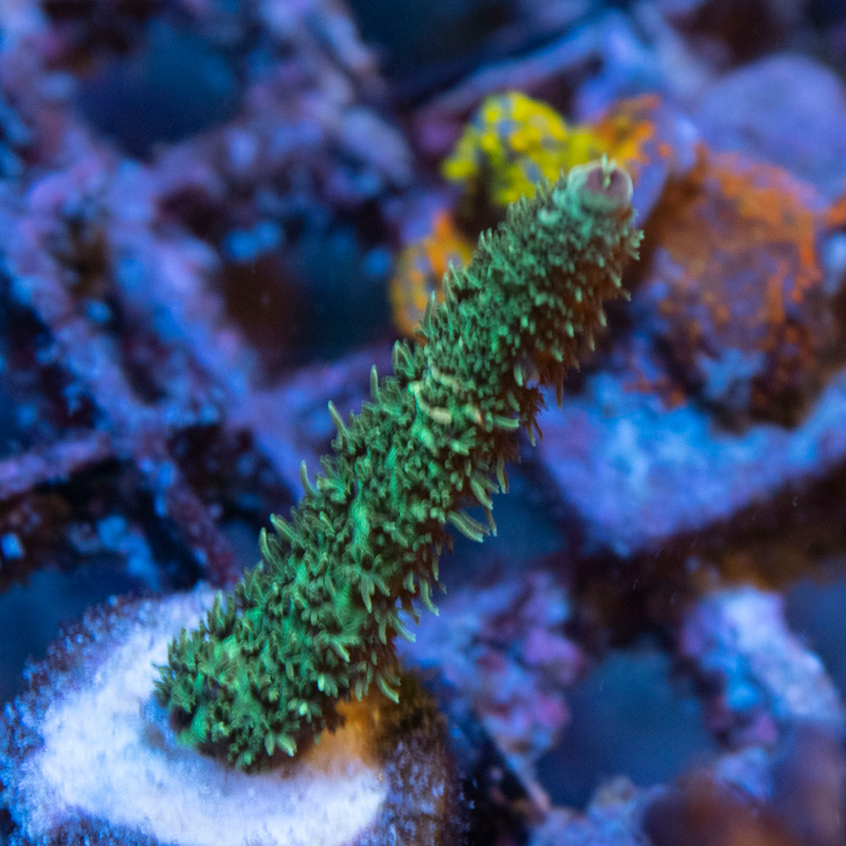 Assorted Acropora coral frag from AquaGem Corals
