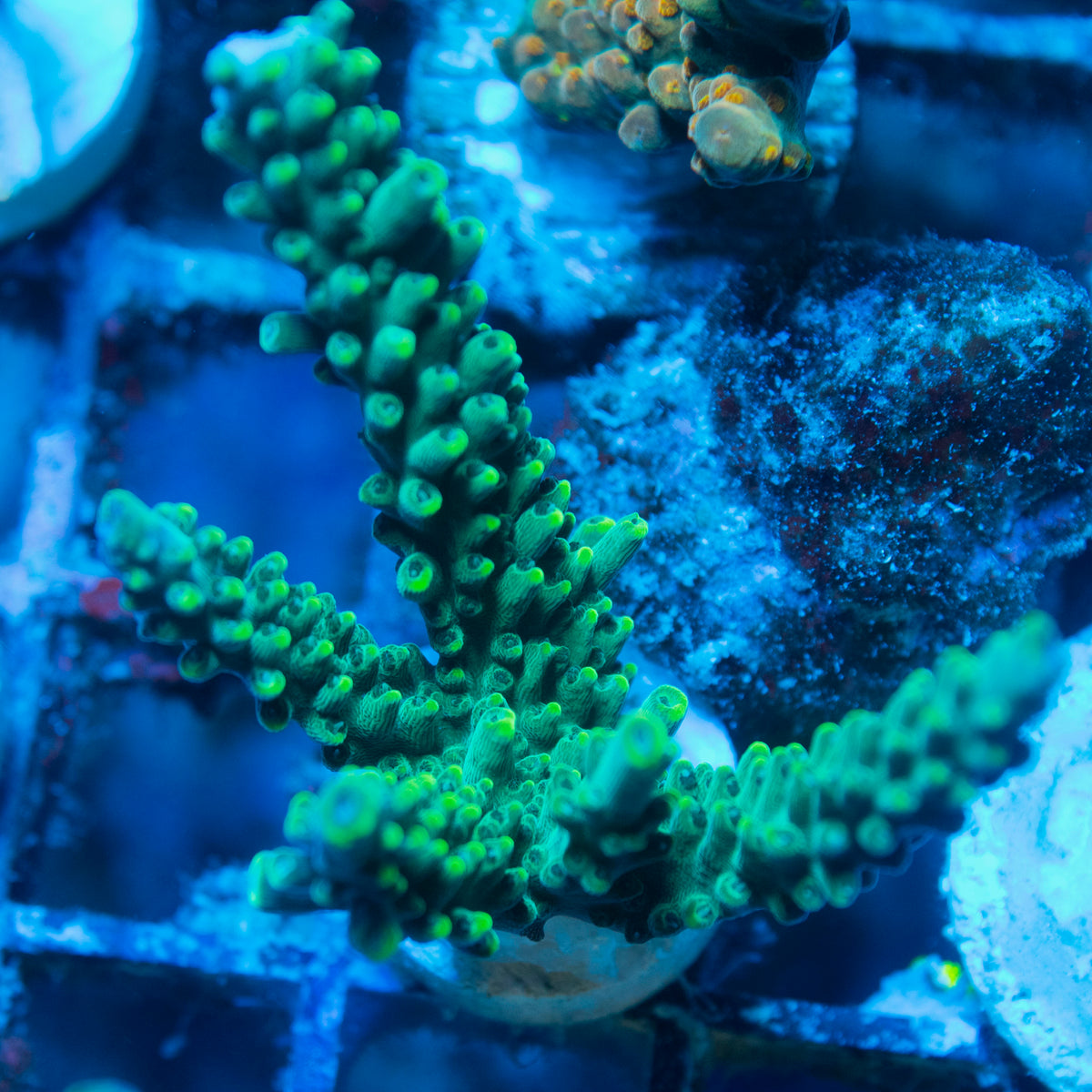 Assorted Acropora live reef coral - AquaGemCorals