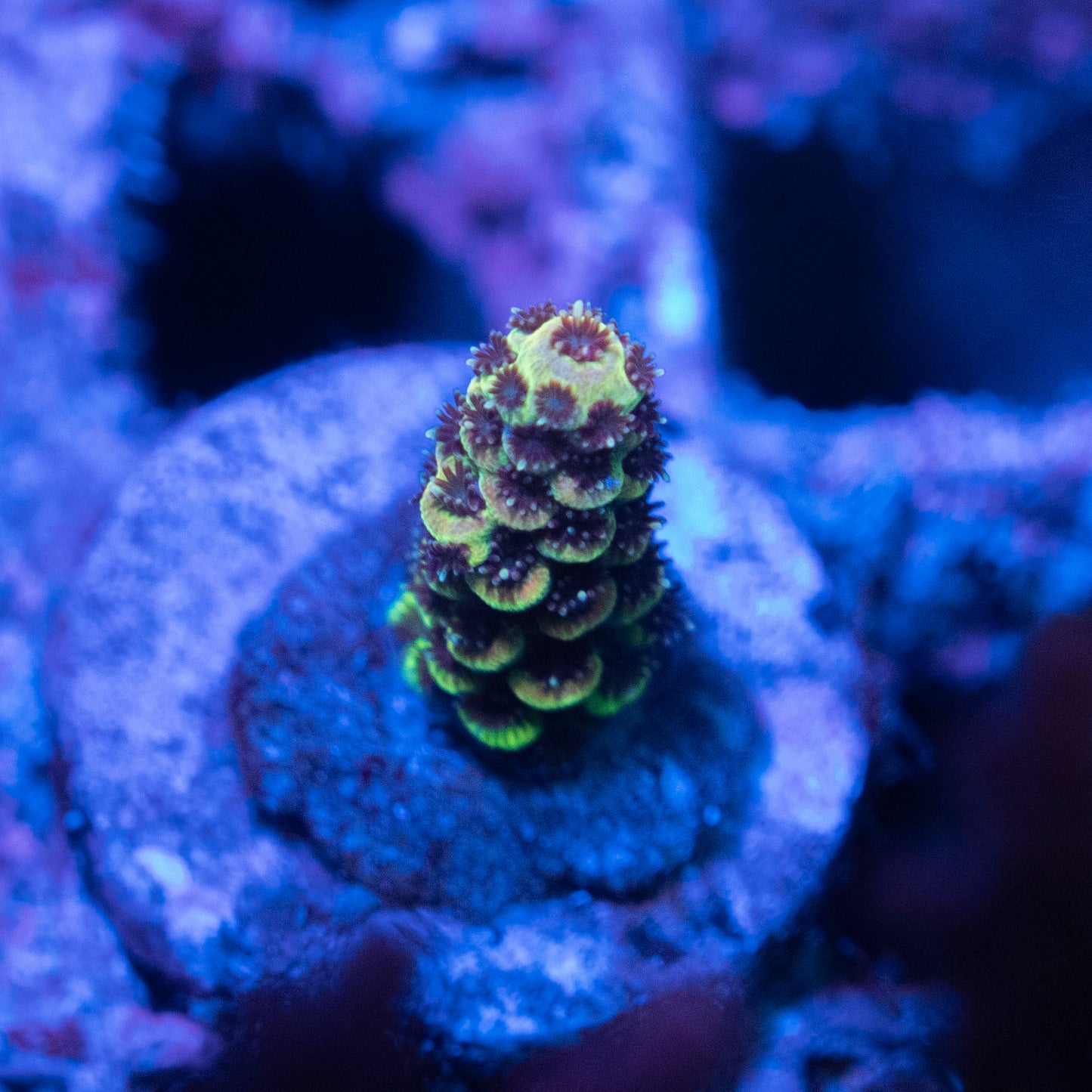 Assorted Acropora