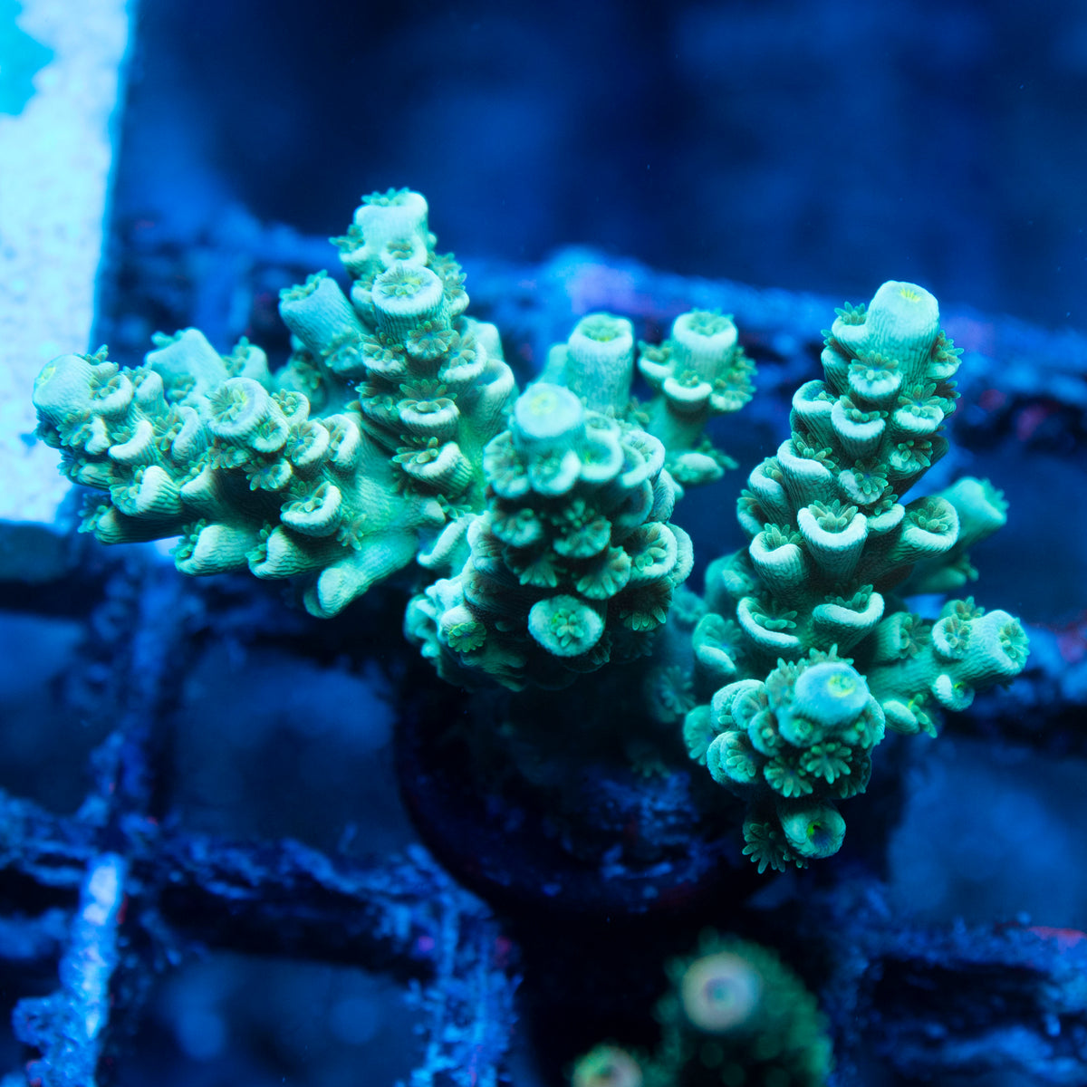 Assorted Acropora live reef coral - AquaGemCorals