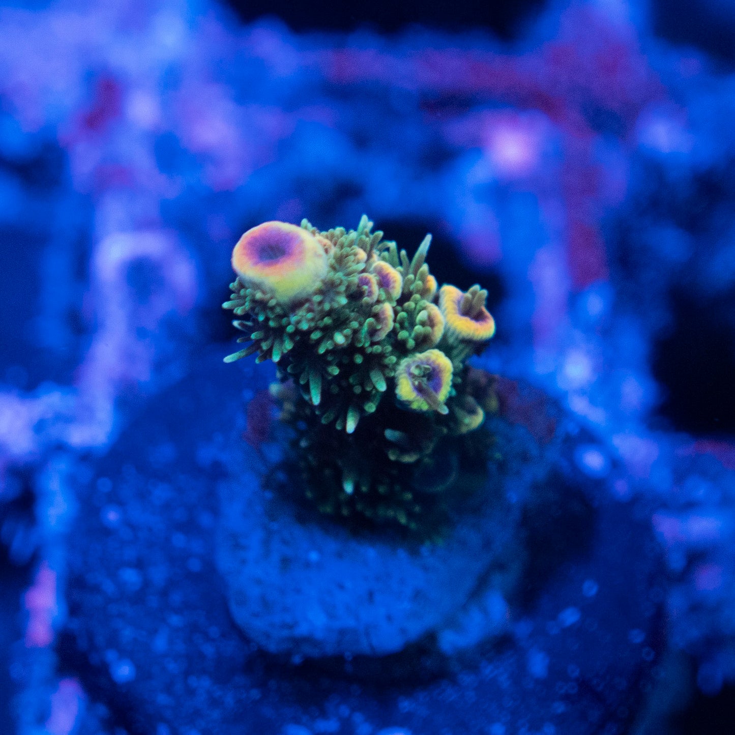 Assorted Acropora