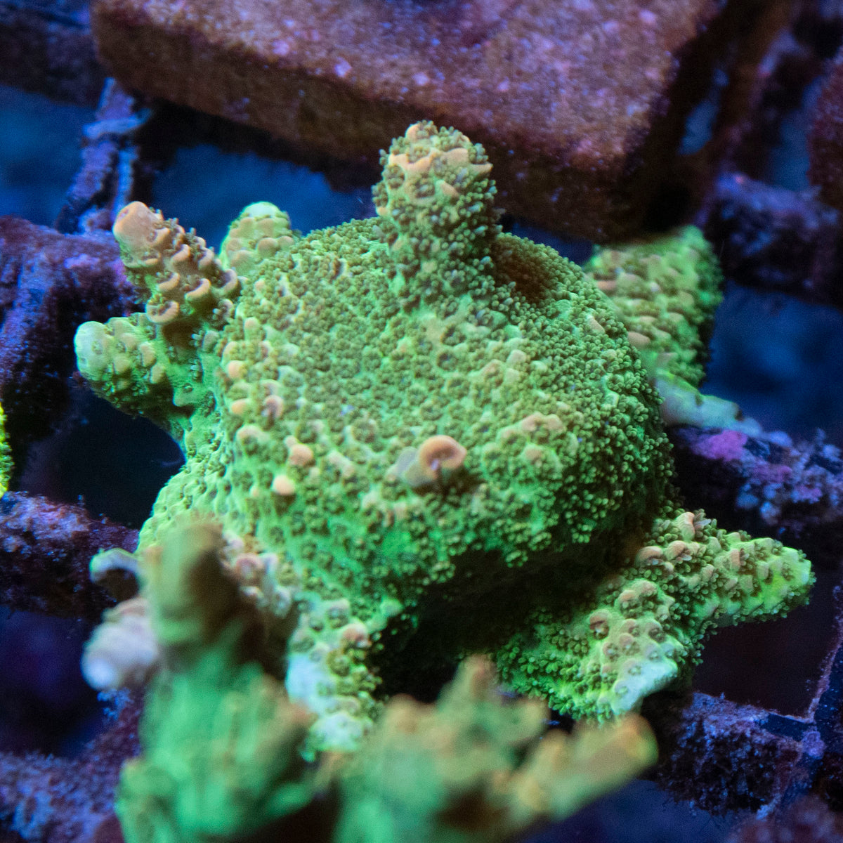 Assorted Acropora coral frag from AquaGem Corals