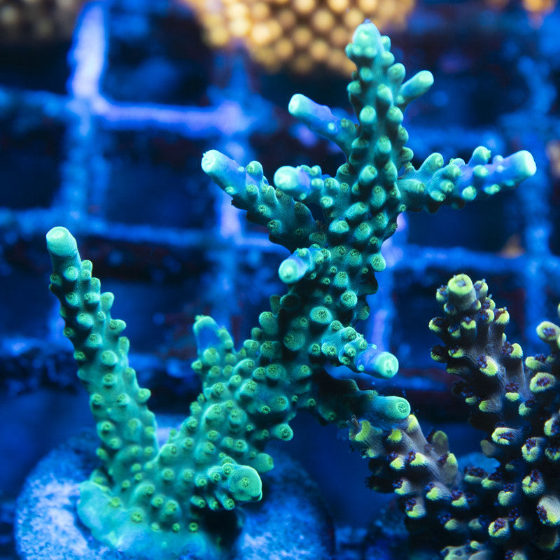 Assorted Acropora live coral for reef aquarium