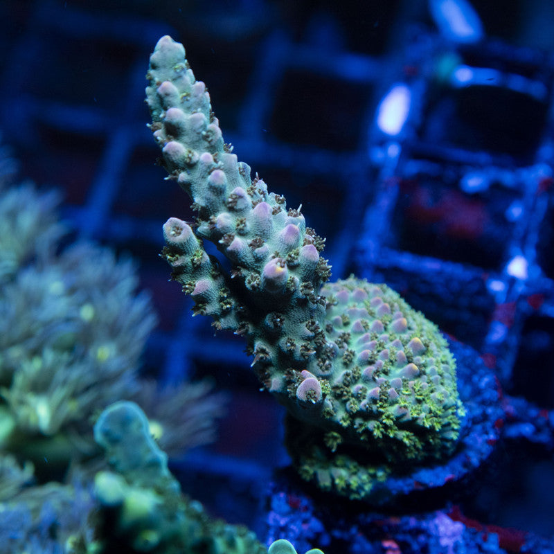 Assorted Acropora