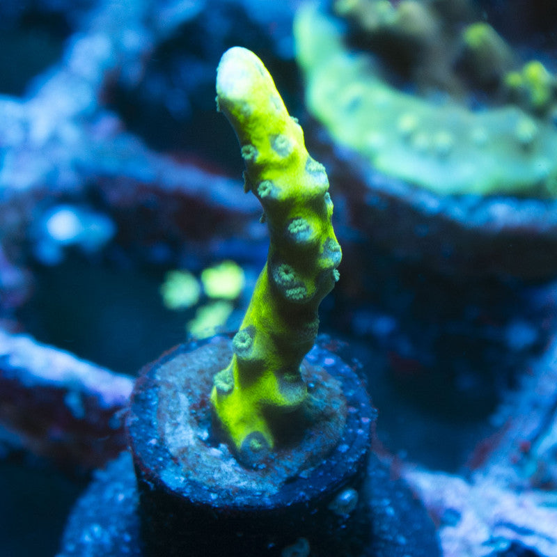 Assorted Acropora live coral for reef aquarium